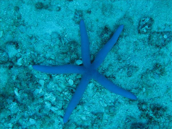 Similan Day 1 007.jpg